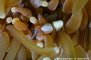 Hamopontonia corallicola Heliofungia actiniformis Bangka Muka linggua-4m-20240927-da-DSC_0625_tn